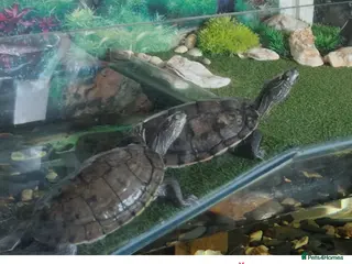 Turtle reptiles 4 Turtles and large aquarium - Advert 1