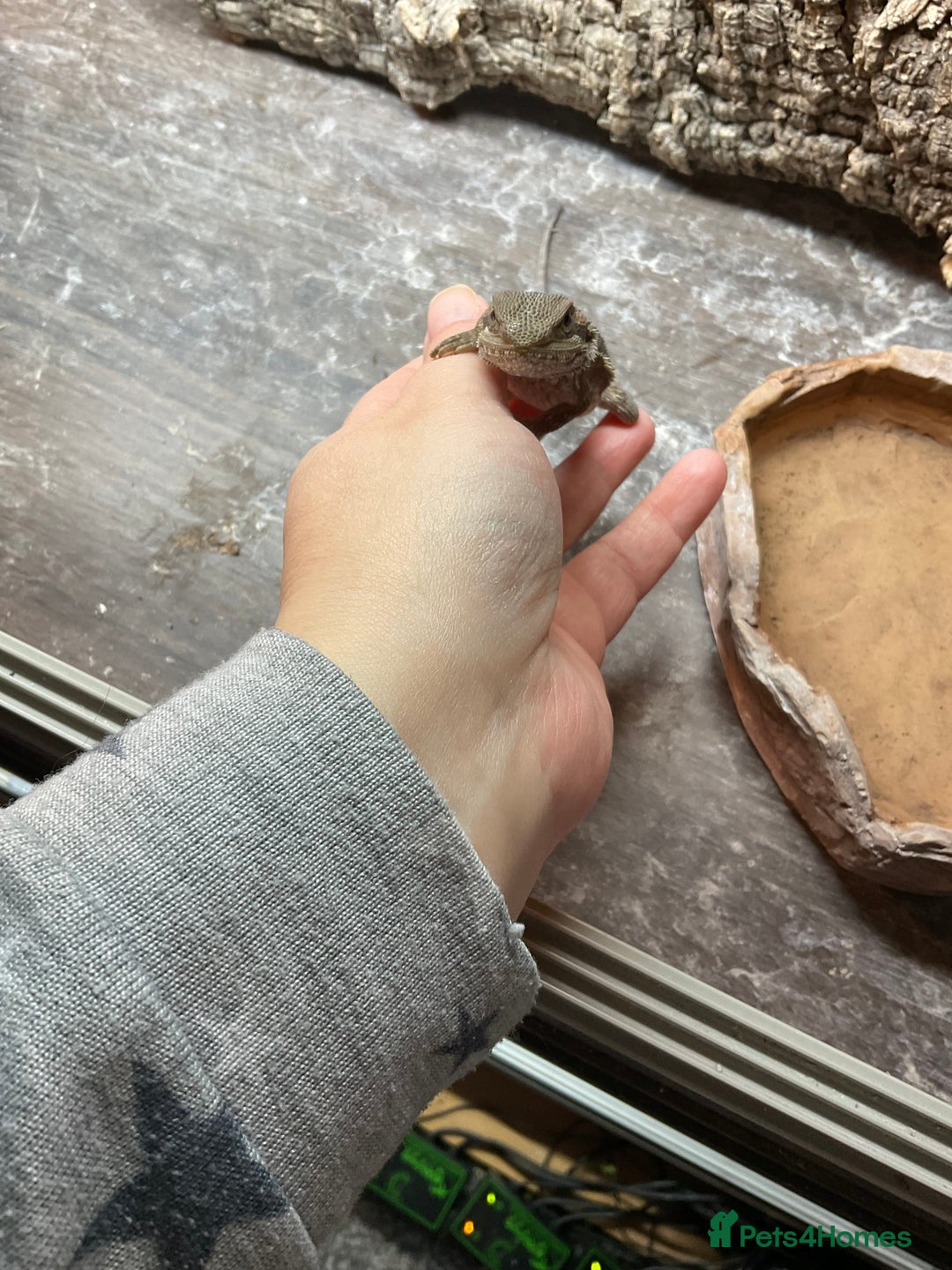 Bearded Dragon reptiles for sale: 5 Citrus and Green Baby Bearded Dragons - Advert 3