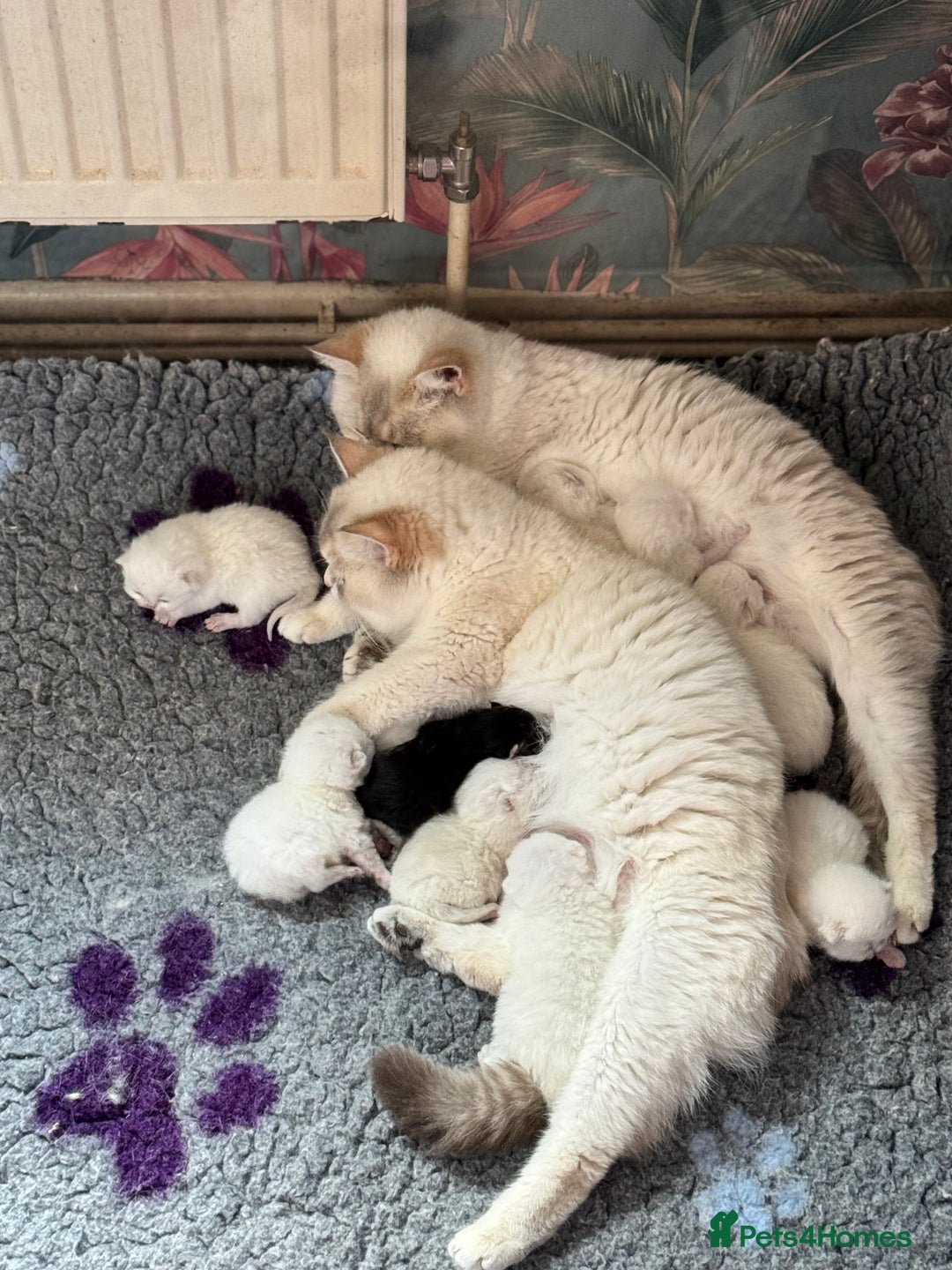 Maine Coon cats for sale: Gorgeous Black Tabby Mainecoon Kitten  - Image 14