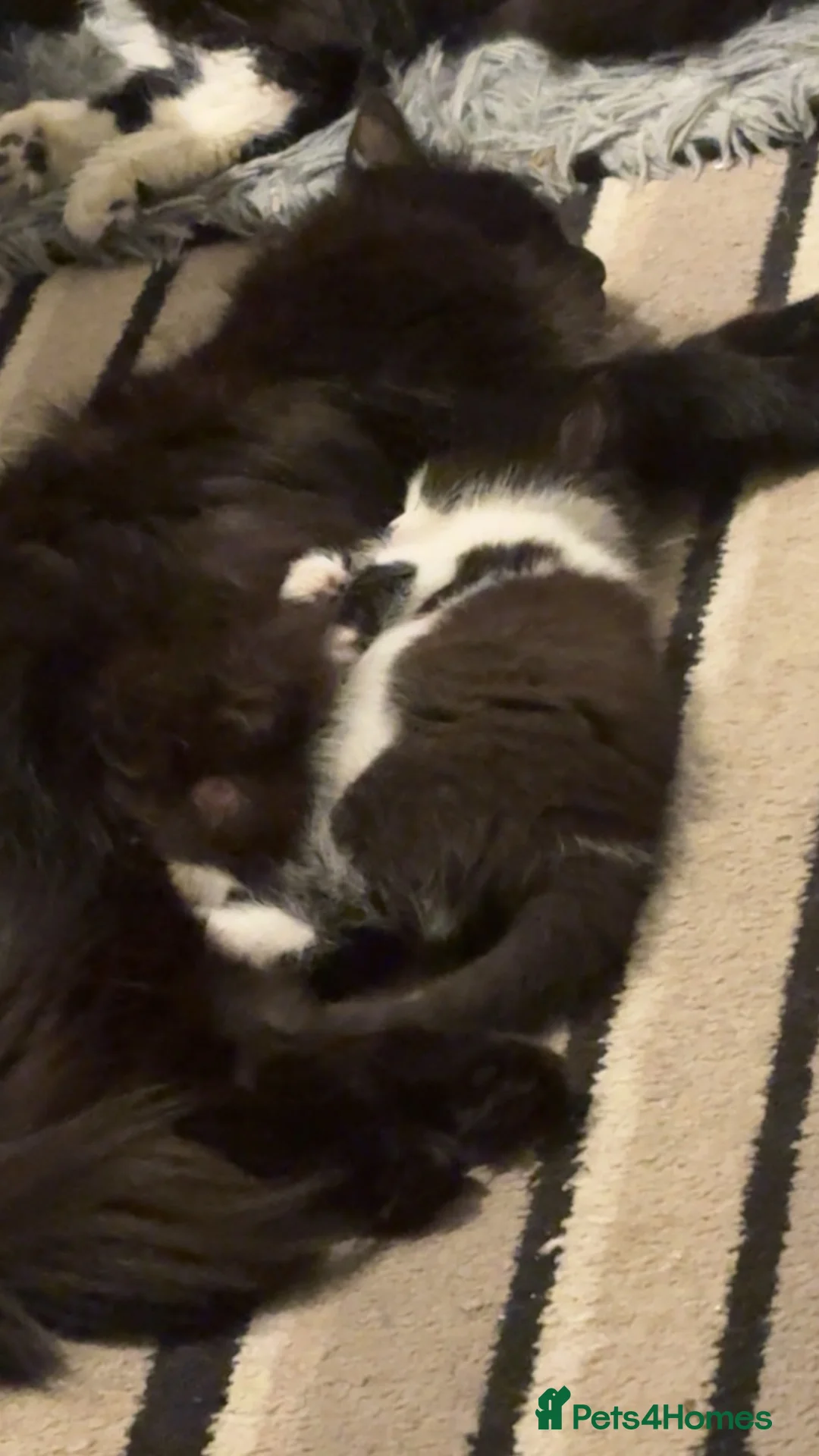 Mixed Breed cats for sale: Black & White Kitten for Sale  - Advert 2