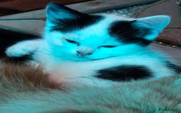 Domestic Shorthair cats for sale: 2 Female kittens ready for there forever home. - Image 7