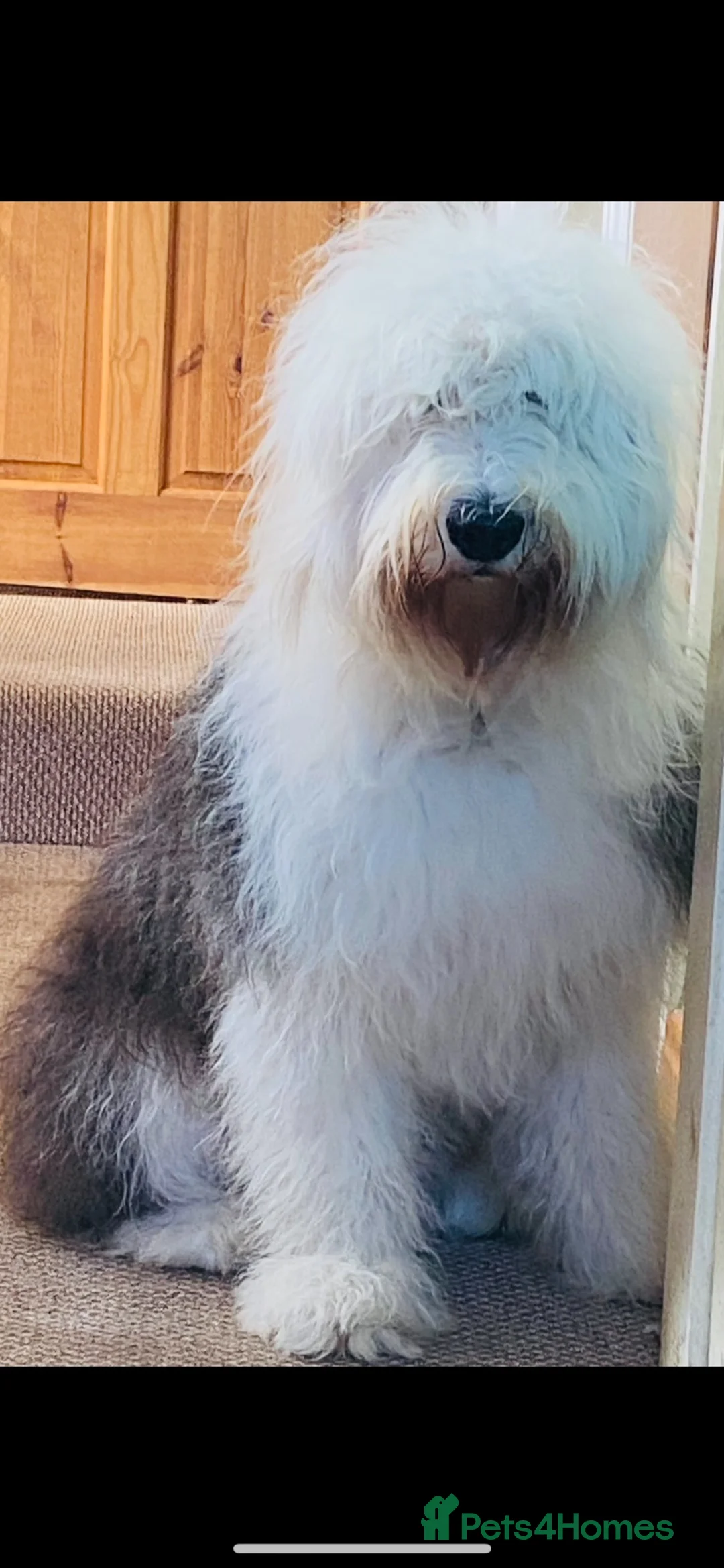 Old English Sheepdog dogs for sale: Old English sheepdog pups due September!  - Advert 2
