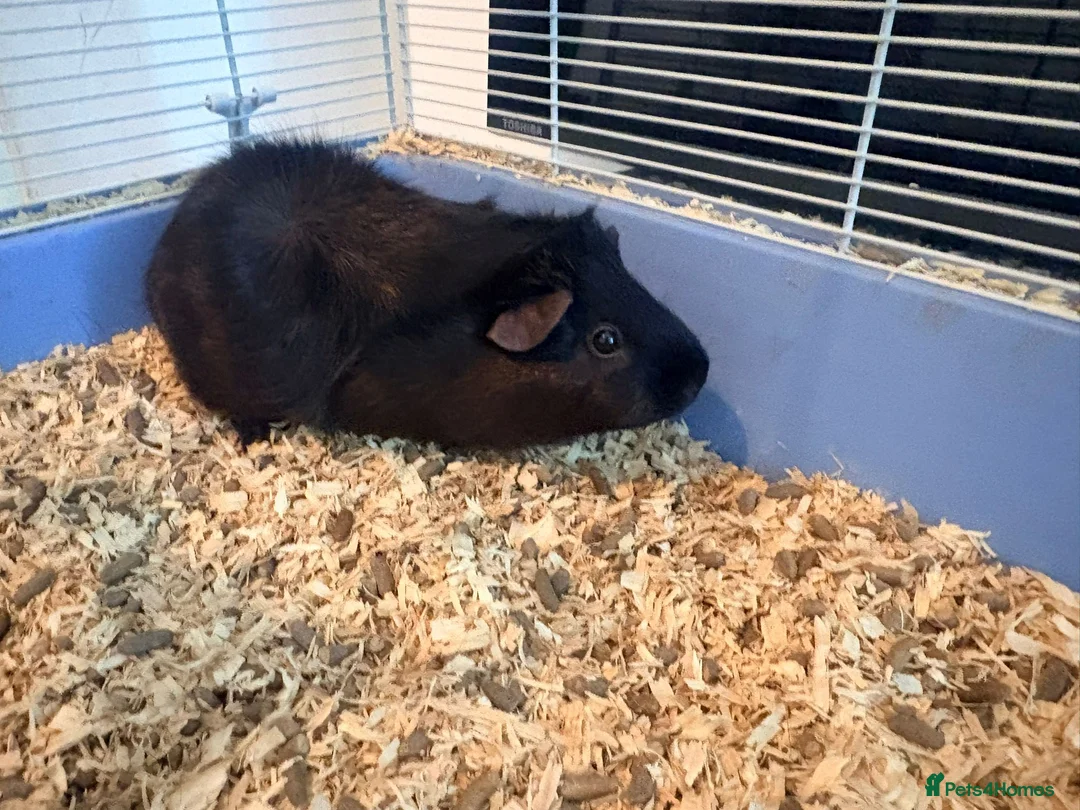 Guinea Pig rodents for sale: Pair of beautiful bonded guinea pigs  - Advert 6