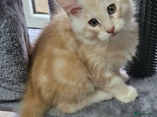 Maine Coon cats STUNNING XL MAIN COONS - Advert 9