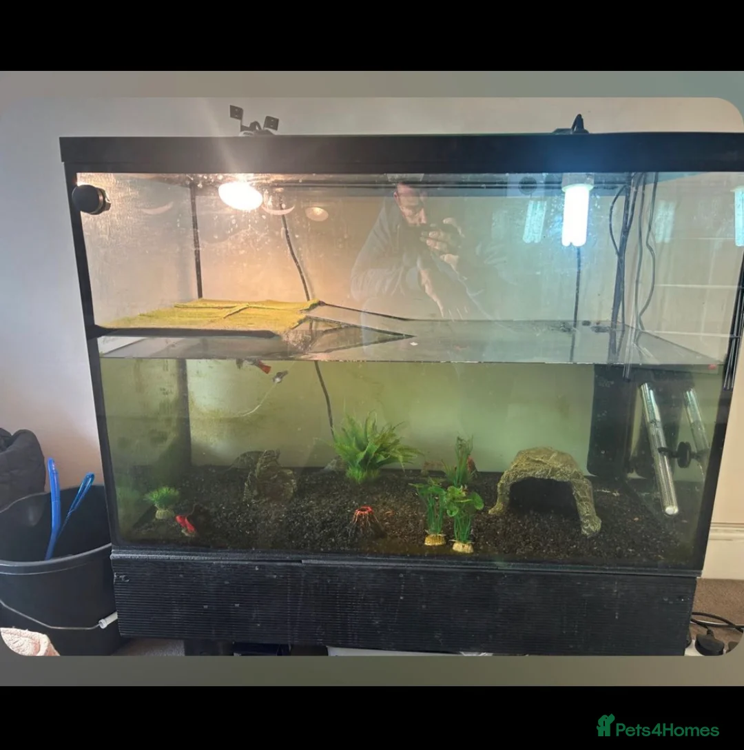 Terrapin reptiles for sale: Reeves turtles & guppies  - Advert 2