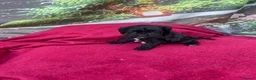 Cockapoo dogs for sale: American cockapoos - yankydoodles - Advert 18