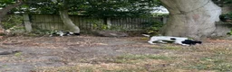 Sprocker dogs for sale: 3 Spaniel female puppies  in Mansfield - Advert 13