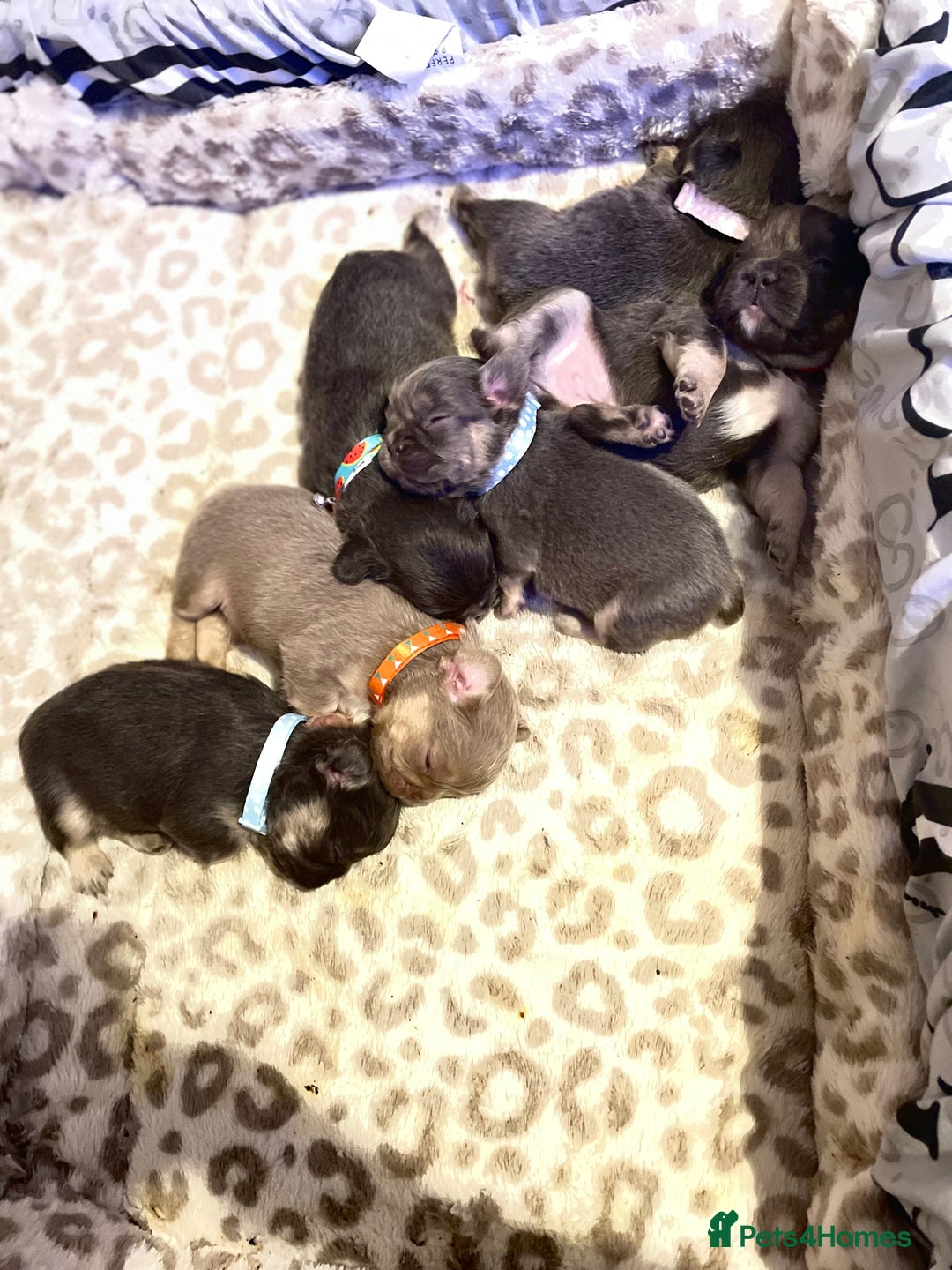 French Bulldog dogs for sale: 🩷🐶🐾6 Adorable fluffy French bulldogs 🩷🐶🐾 - Advert 27