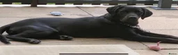Labrador Retriever dogs for sale: Stunning black Labrador - Advert 2