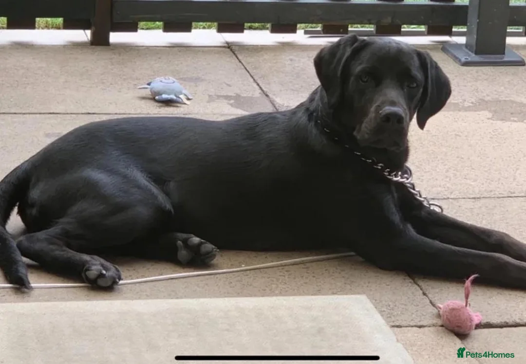 Labrador Retriever dogs for sale: Stunning black Labrador - Advert 2