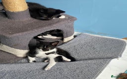 Mixed Breed cats for sale: 2 boys 1 girl left - Image 16