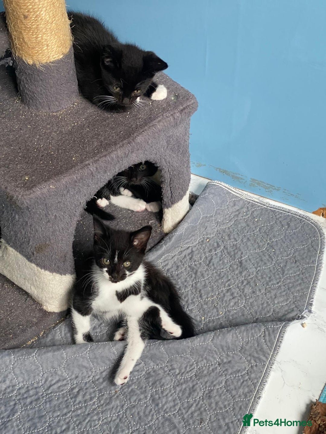 Mixed Breed cats for sale: 2 boys 1 girl left - Image 16