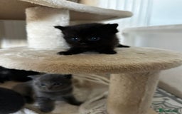 Scottish Fold cats for sale: Scottish Fold Cross Kittens - Image 2
