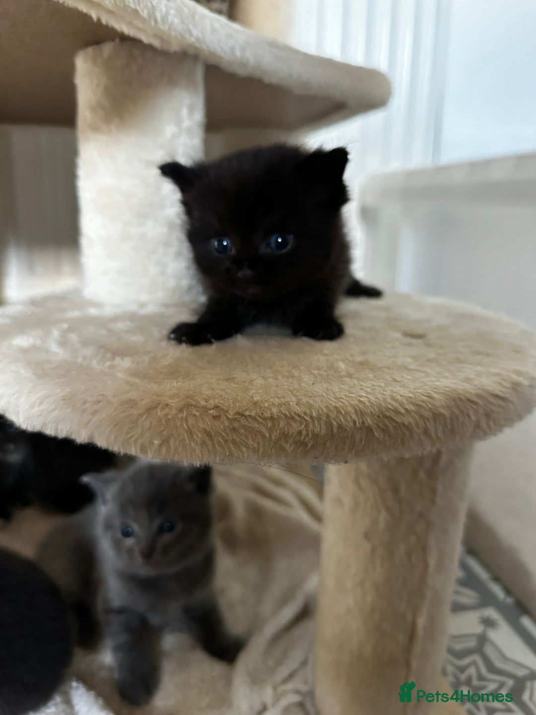 Scottish Fold cats for sale: Scottish Fold Cross Kittens - Image 2
