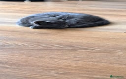 Russian Blue cats for sale: Adorable Russian Blue X Chantilly Tiffany Kittens! - Image 7