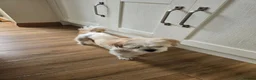 Shih Tzu dogs for sale: Shih Tzu puppies  - Advert 18