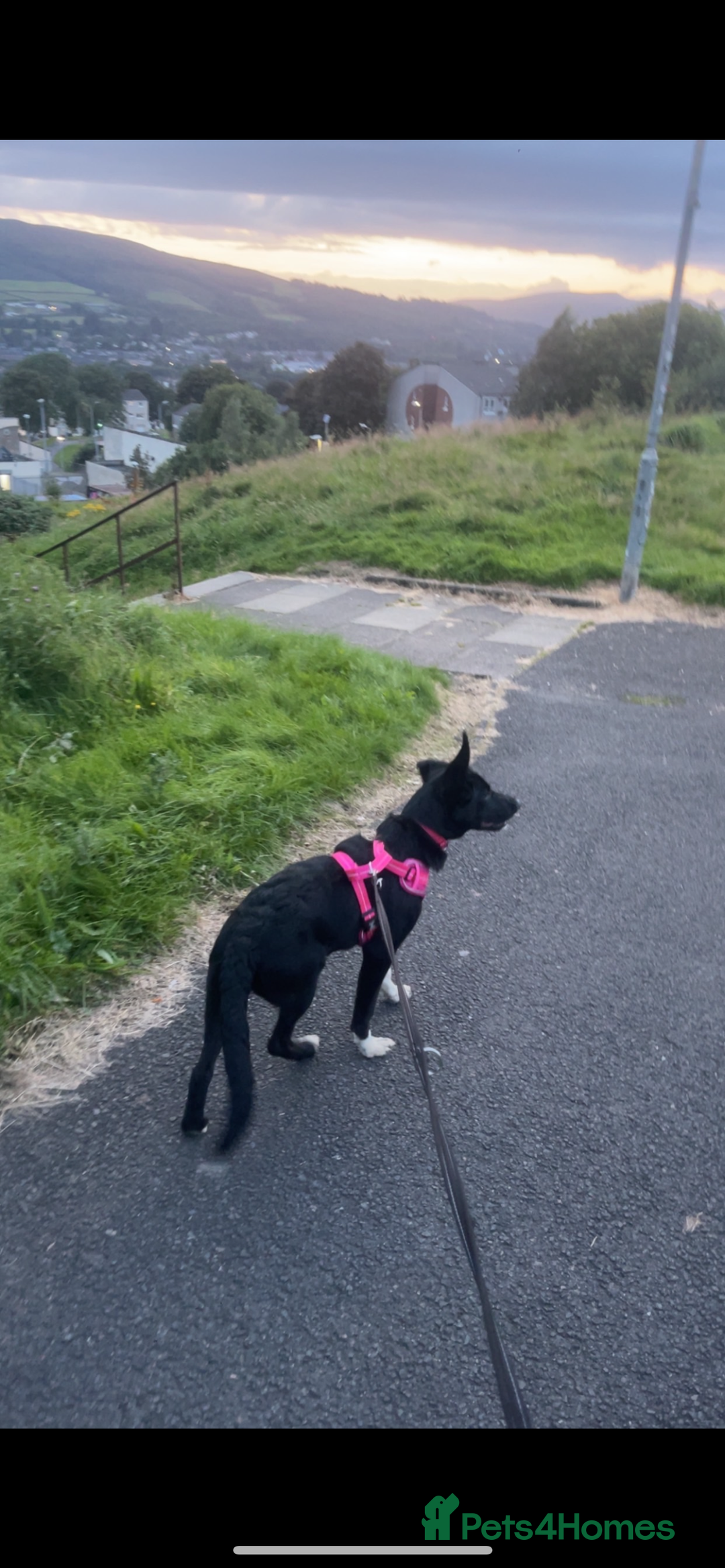 Mixed Breed dogs for sale: Rehoming  - Image 4