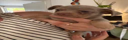 Chiweenie dogs for sale: Beautiful Chiweenie pups - Advert 9