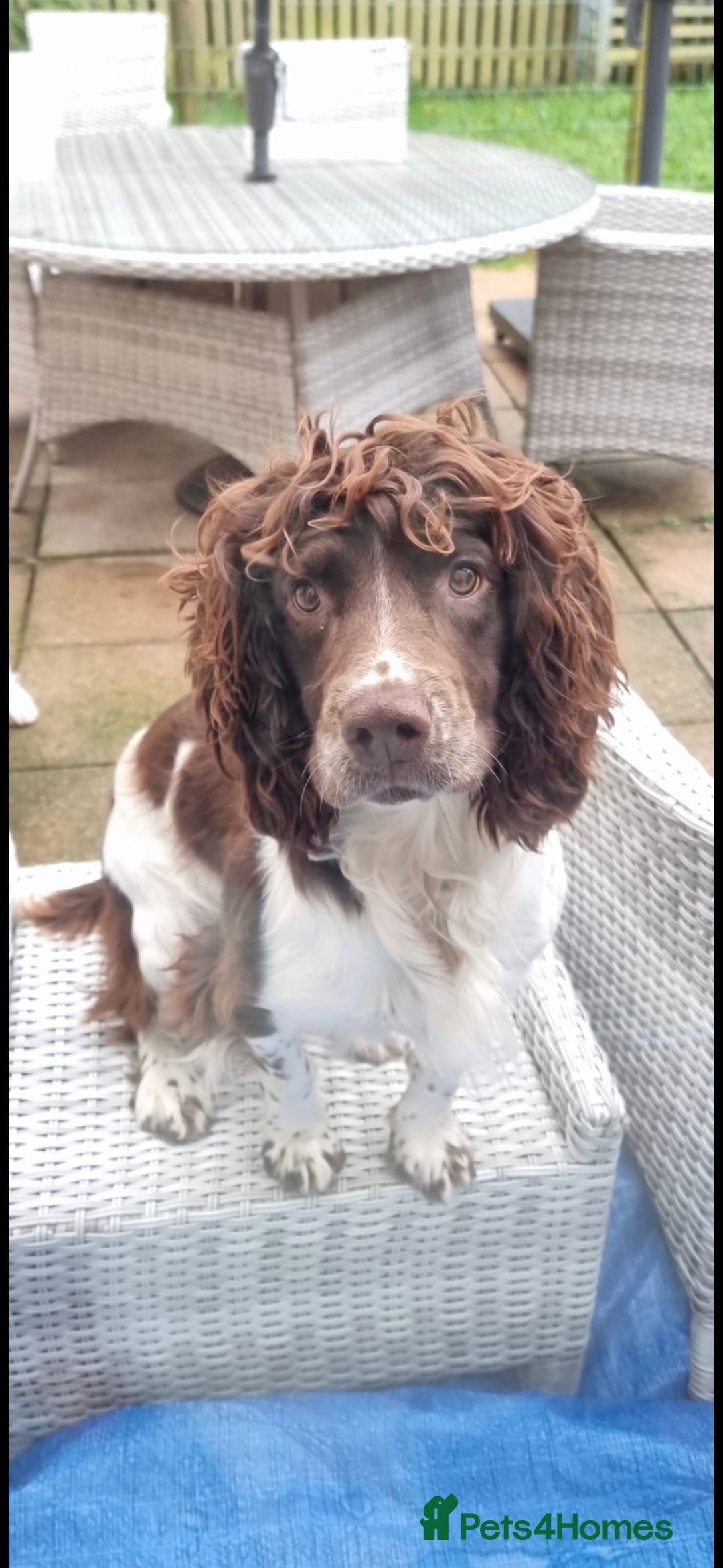 English Springer Spaniel dogs for stud: KC- HEALTH TESTED - STUD SPRINGER SPANIEL  - Advert 2