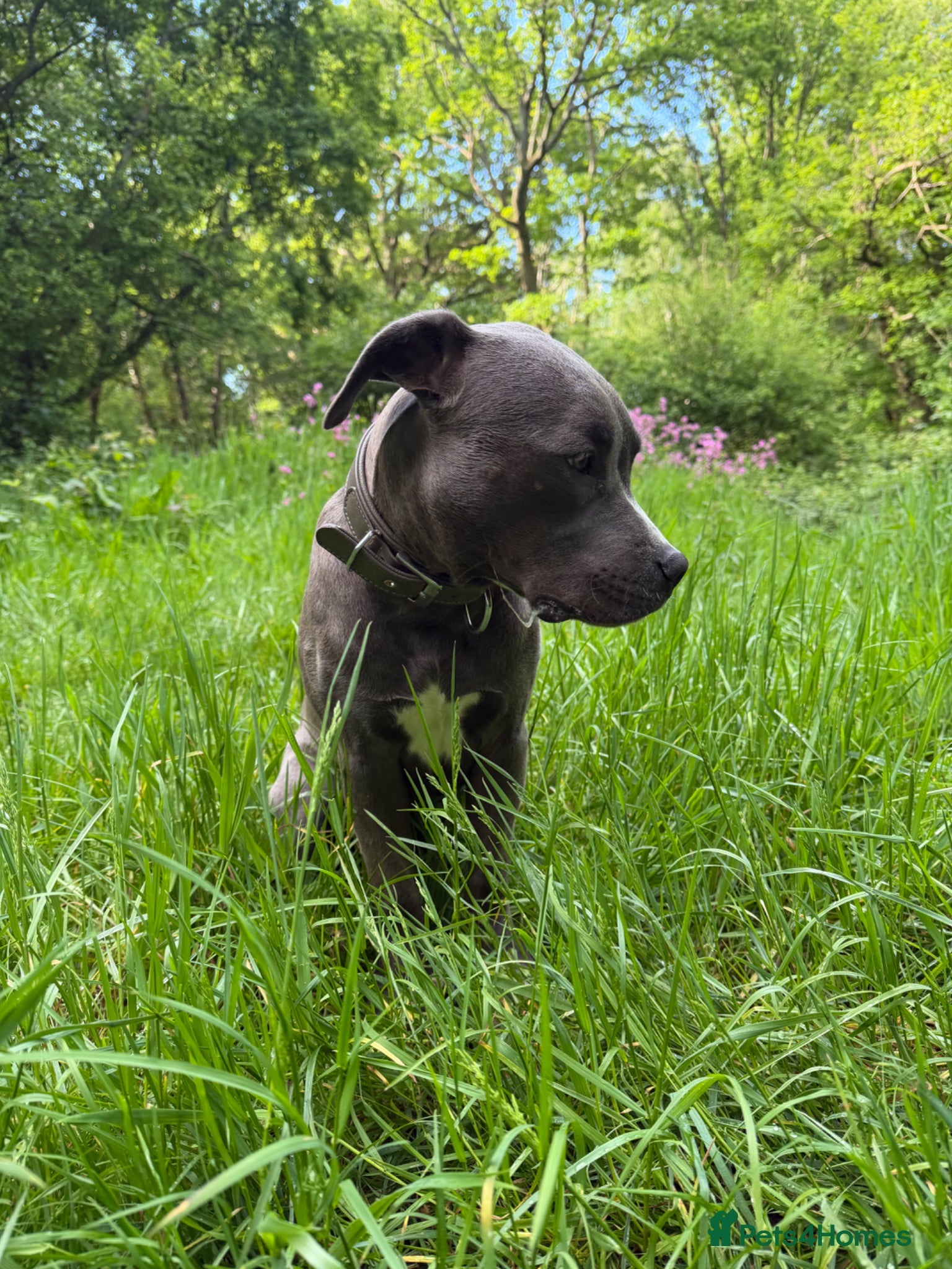 American Bull Staffy dogs for sale: Uma - staffy mix in London - Advert 5