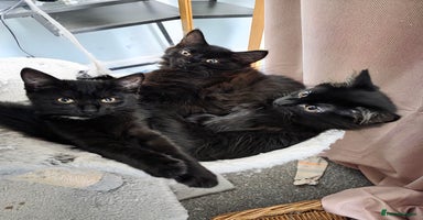 British Longhair cats - Advert 13
