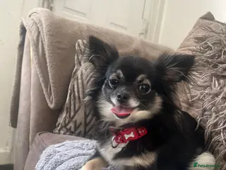 Chihuahua dogs Girl chihuahua please read before messaging - Advert 15