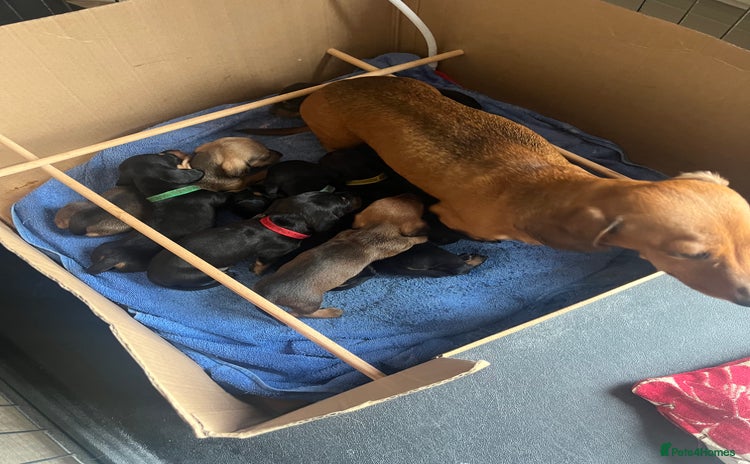 Miniature Dachshund dogs - Advert 10