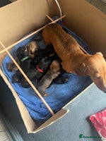 Miniature Dachshund dogs - Advert 2