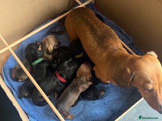 Miniature Dachshund dogs - Advert 17