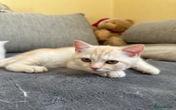 British Shorthair cats for sale: Stunning British Shorthair  - Image 16