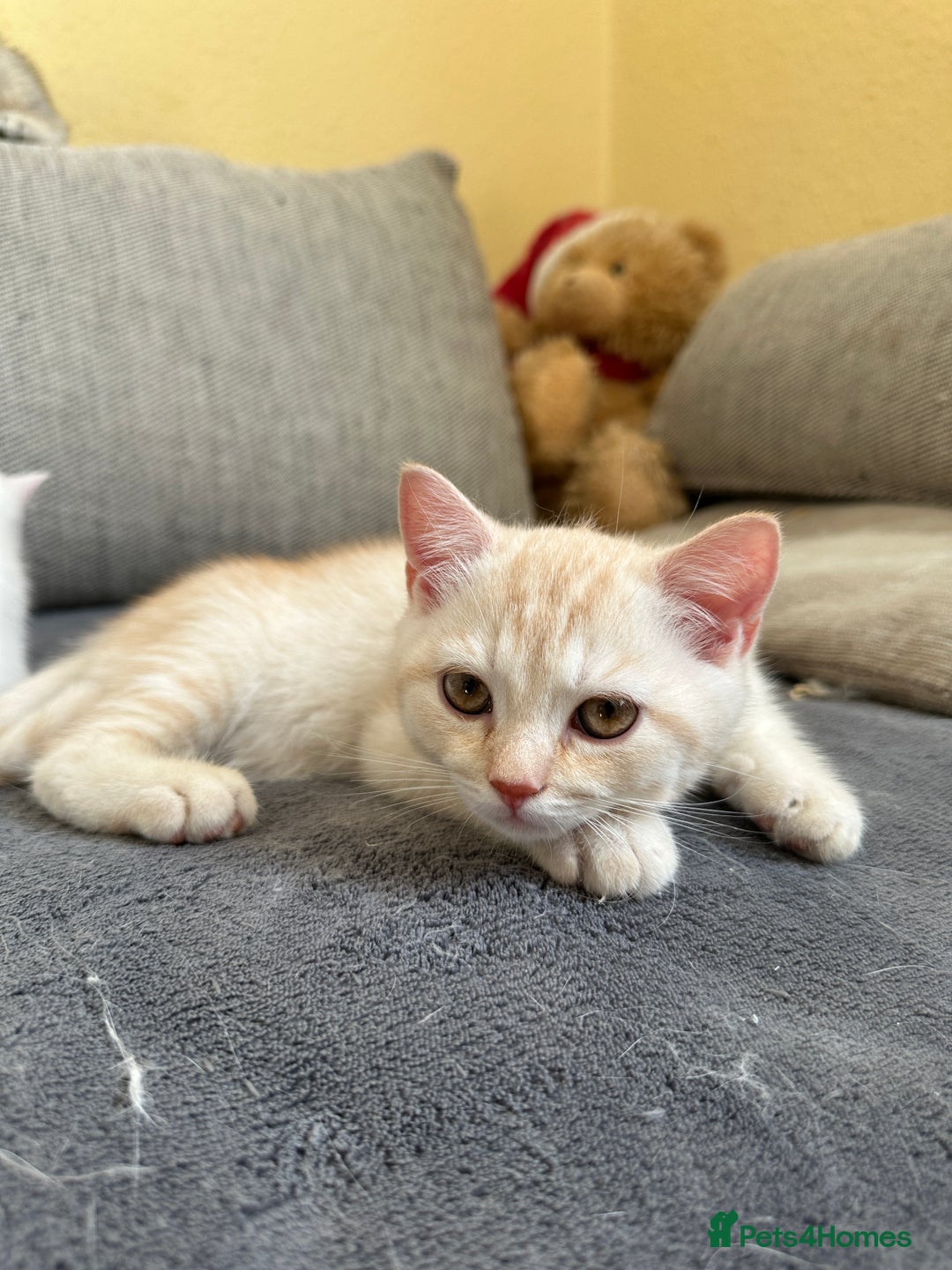 British Shorthair cats for sale: Stunning British Shorthair  - Image 16