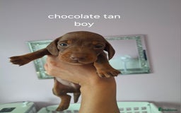 Miniature Dachshund dogs for sale: 💖 Adorable tiny miniature dachshund pups 💖 - Image 2