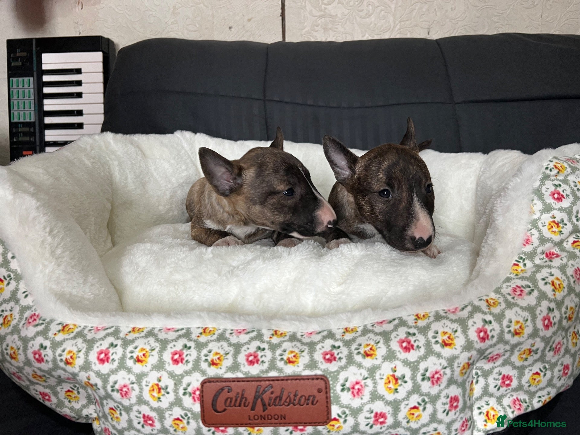Miniature Bull terrier dogs Miniature bull terrier puppies  - Advert 2
