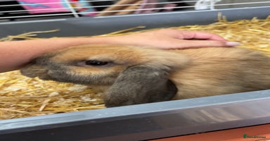 Mini Lop rabbits - Advert 12