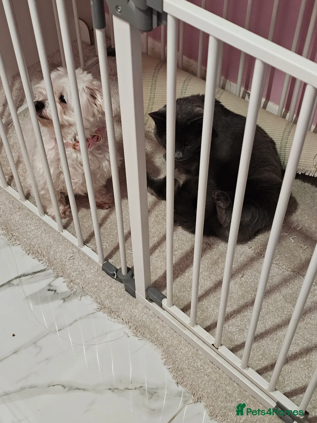 Maltese dogs for adoption: 8 year old maltese  in Waterlooville - Advert 2