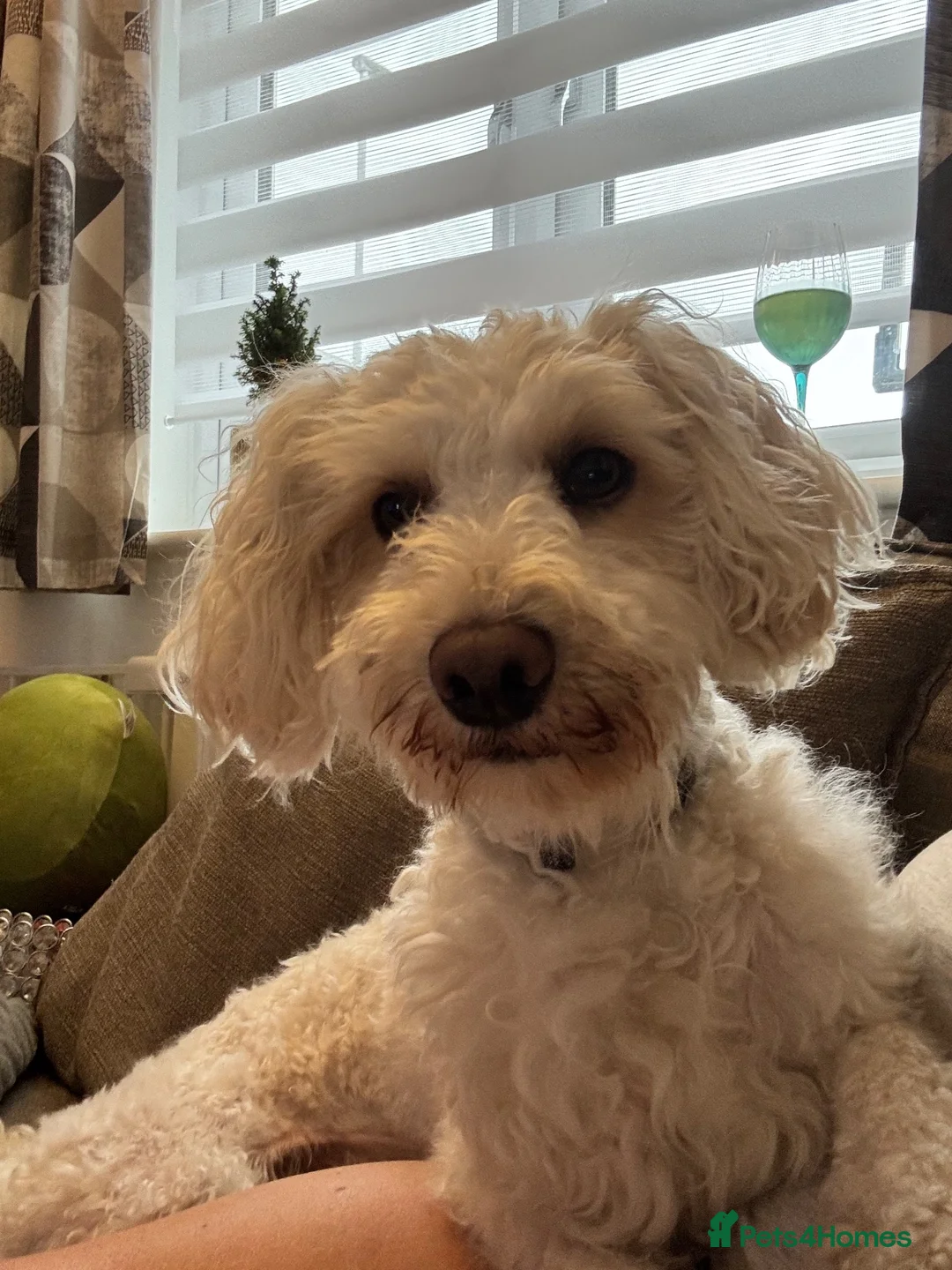 Cockapoo dogs for sale: Cockapoo Age 2 - Bear in Plymouth - Advert 2