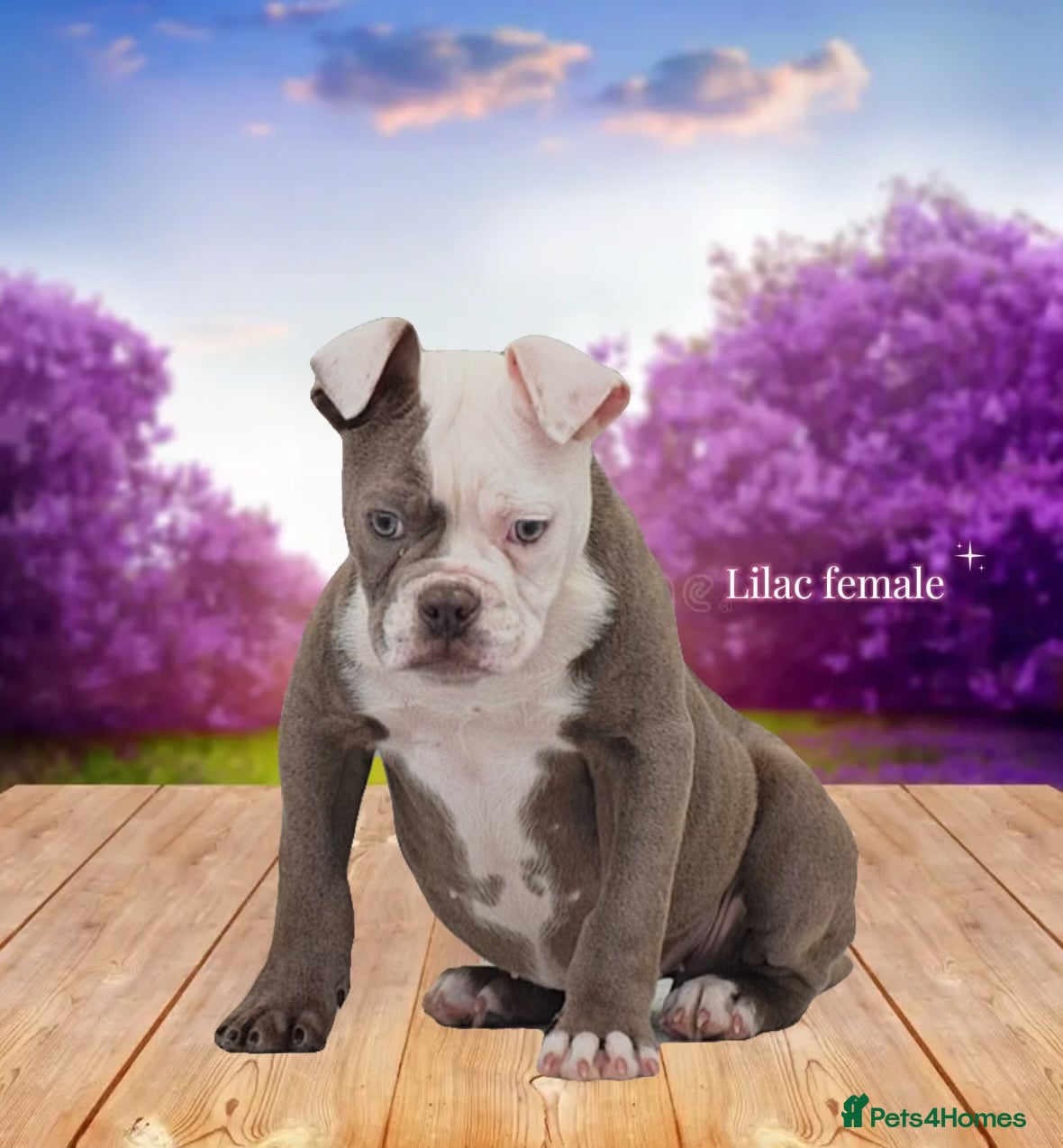 Old Tyme Bulldog dogs 23 YEARS, EXPERIENCE, 5 STAR RATED, LICENSED - Advert 7