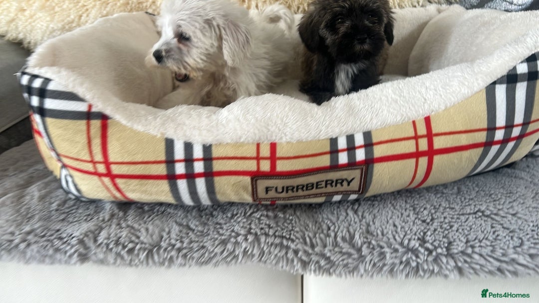 Mixed Breed dogs for sale: Schnoodle puppies for sale  - Image 17