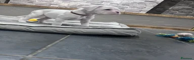 Boxer Puppy 3