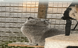 British Shorthair cats for sale: 🏆Grand Champion Sired GCCF BritishShorthair 1left - Image 29