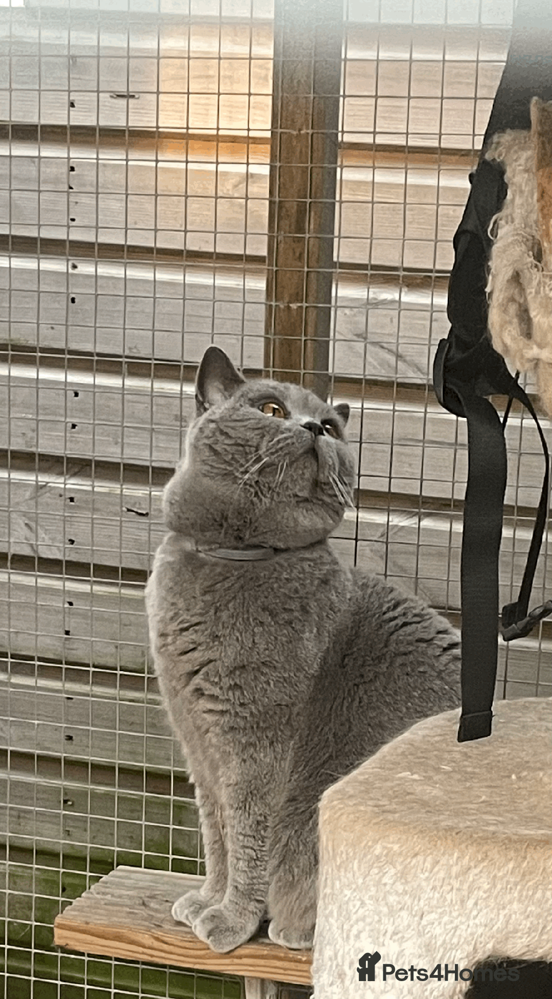 British Shorthair cats for sale: 🏆Grand Champion Sired GCCF BritishShorthair 1left - Image 29