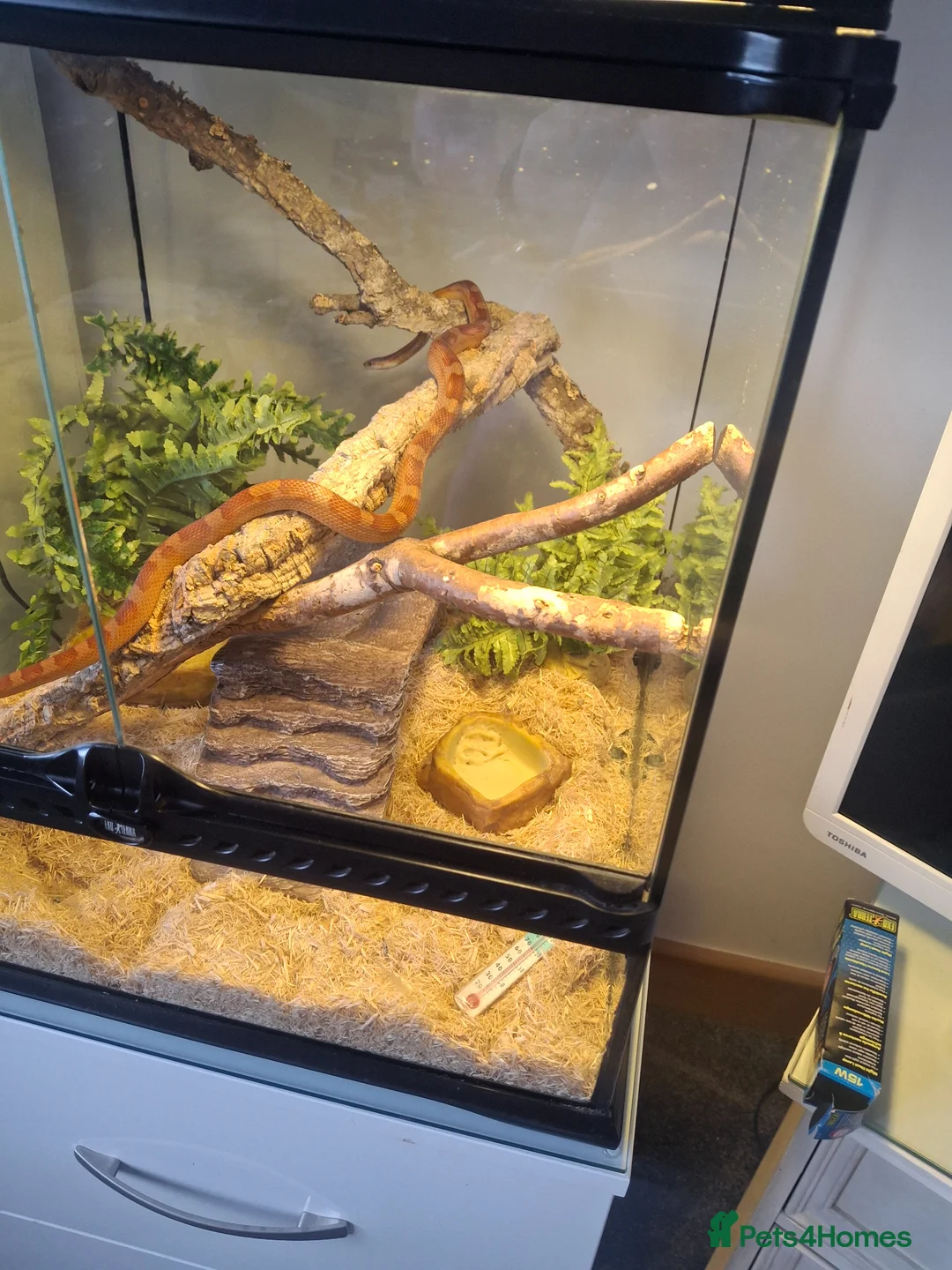 Corn Snake reptiles for sale: 2 corn snakes in Rochdale - Advert 12
