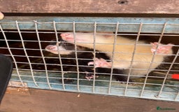 Ferret rodents for sale: Ferrets  - Image 3
