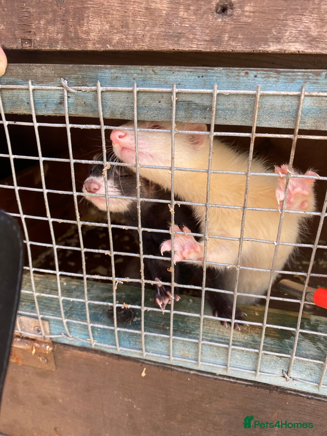 Ferret rodents for sale: Ferrets  - Image 3