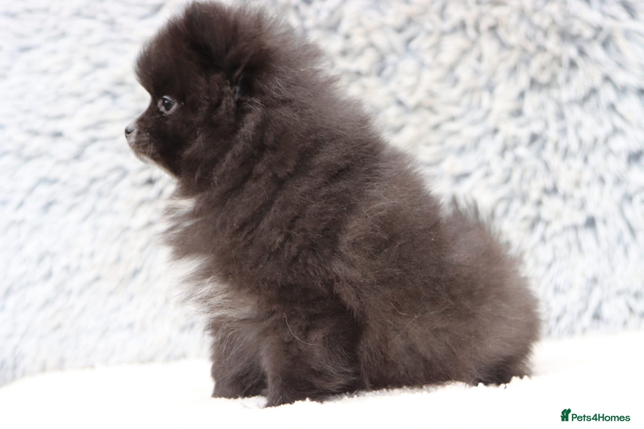 Pomeranian dogs LAST BABY BOY POMERANIAN. - Advert 1