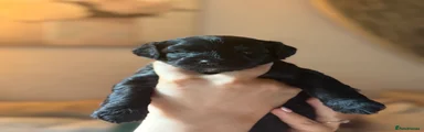 Jude