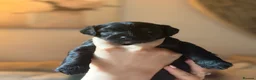 Mixed Breed dogs for sale: Miniature Poodle Cross Puppies  - Advert 25