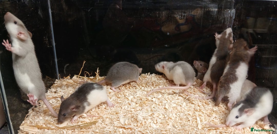 Rat rodents for sale: Baby Dumbo Rats Males and Females - Advert 12