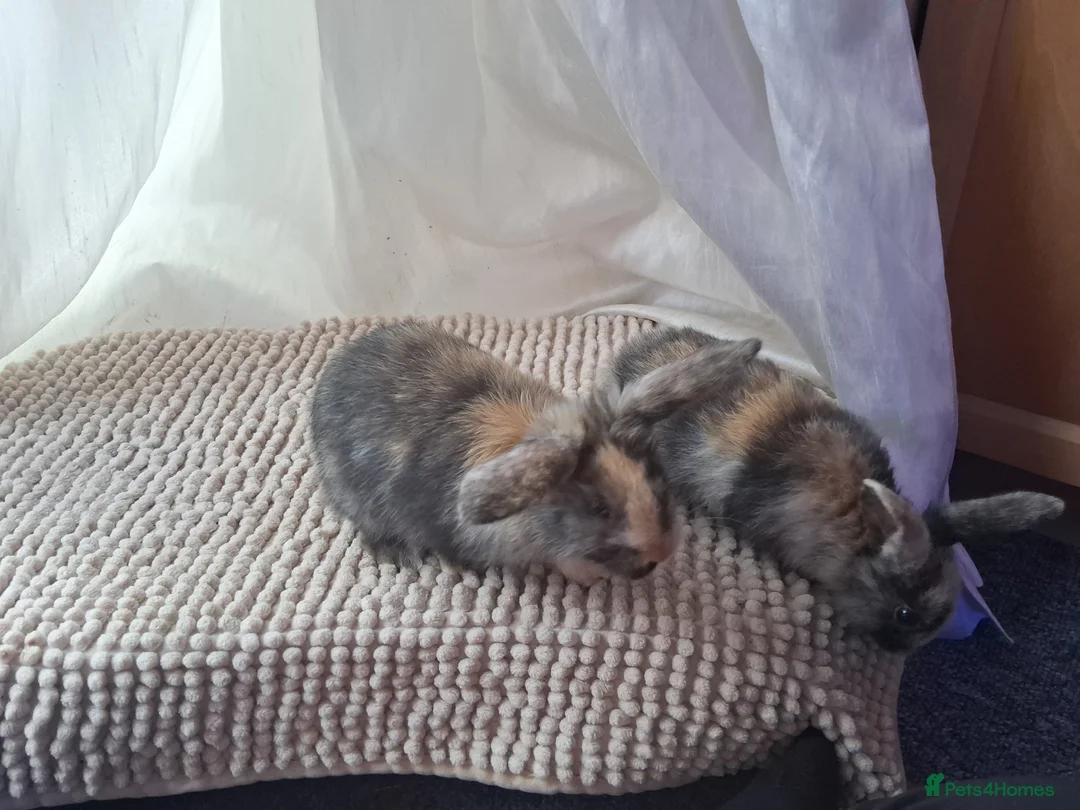 Mixed Breed rabbits for sale: Cute Harlequin Rex x Lop bunnies - Advert 15