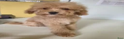 Poochon dogs for sale: POOCHON PUPPIES 2 BOYS 2 GIRLS AVAILABLE - Advert 7